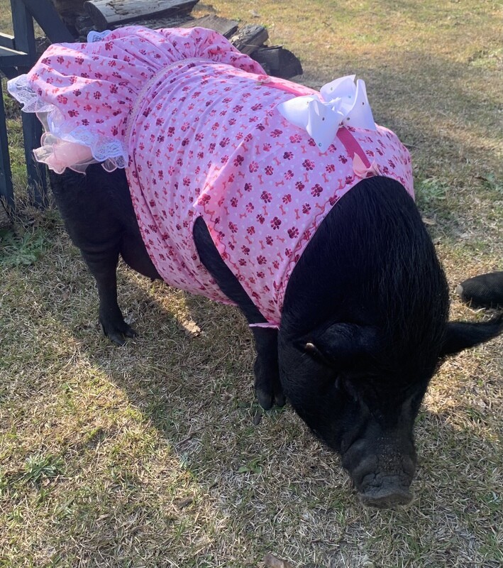 Perfect Piggy Dress