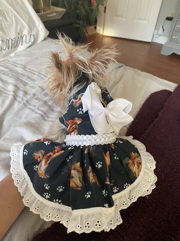 Yorkie Love!