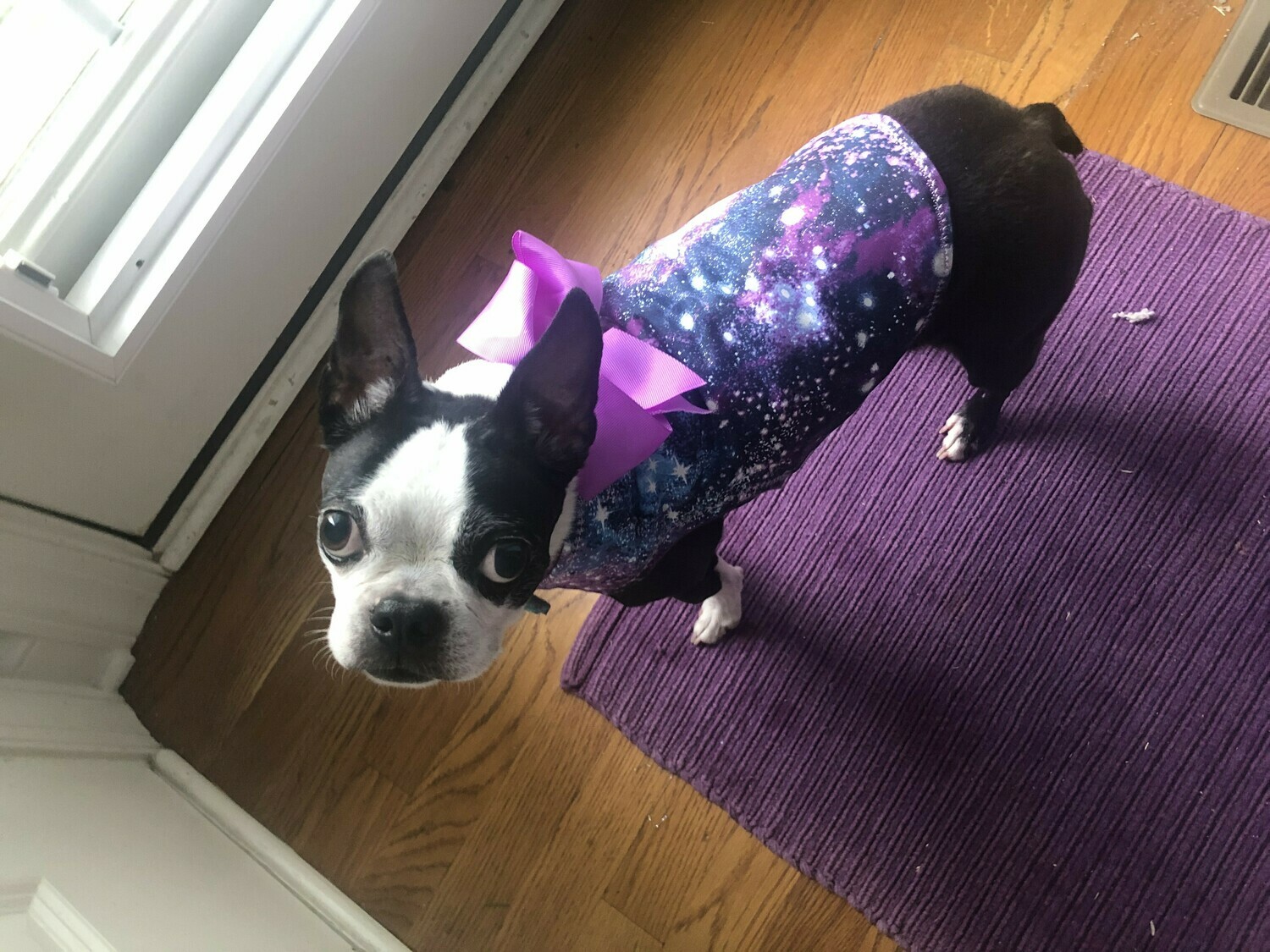 Milky Way Doggie Coat