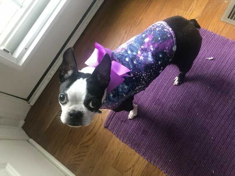 Milky Way Doggie Coat
