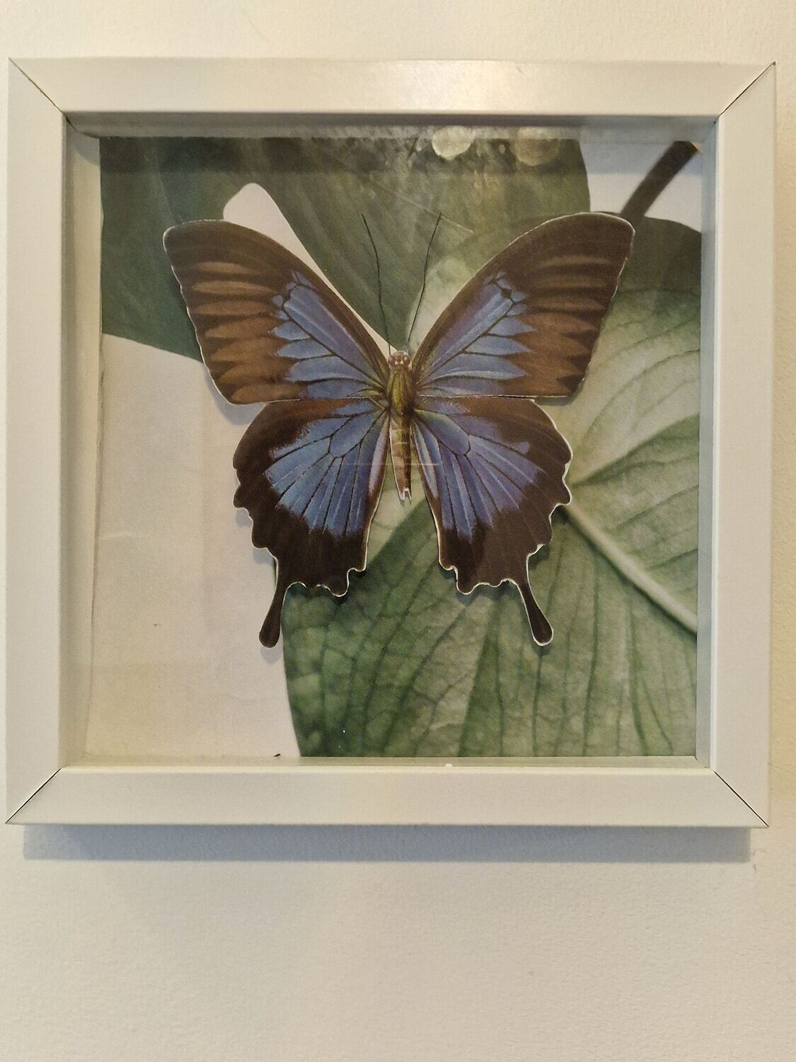 Blue Morpho