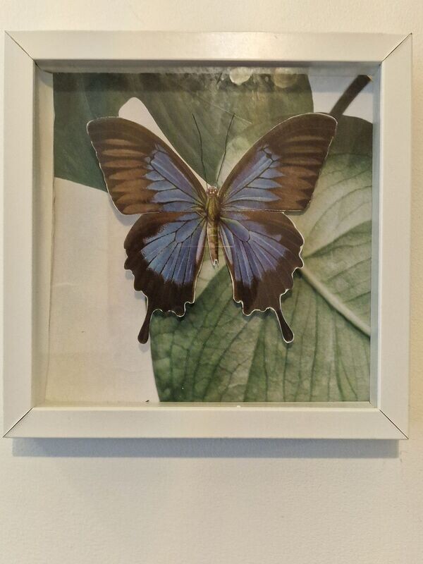 Blue Morpho