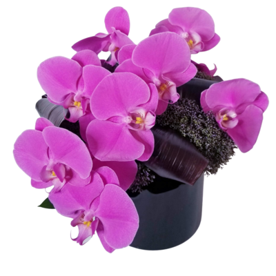 Phalaeanopsis Orchids