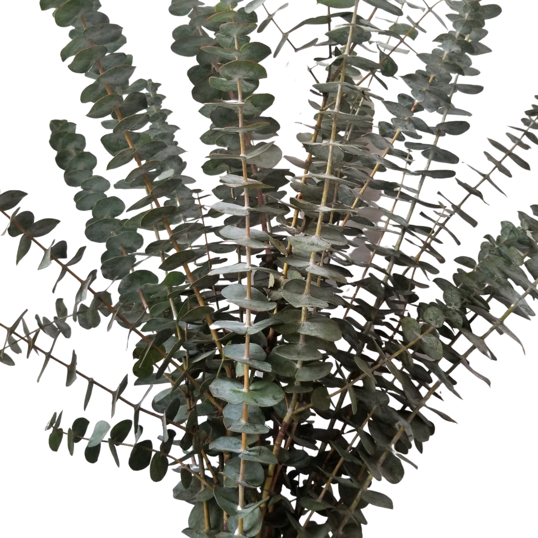 Eucalyptus