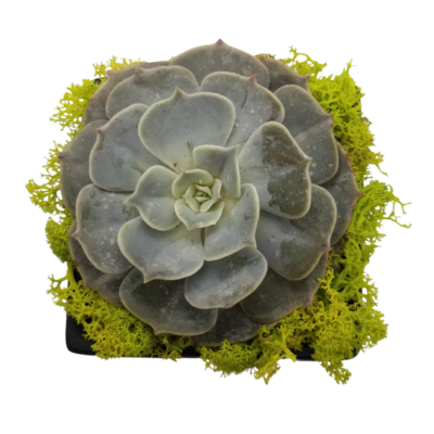 Shop Plants