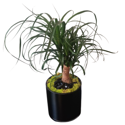 Ponytail Palm
