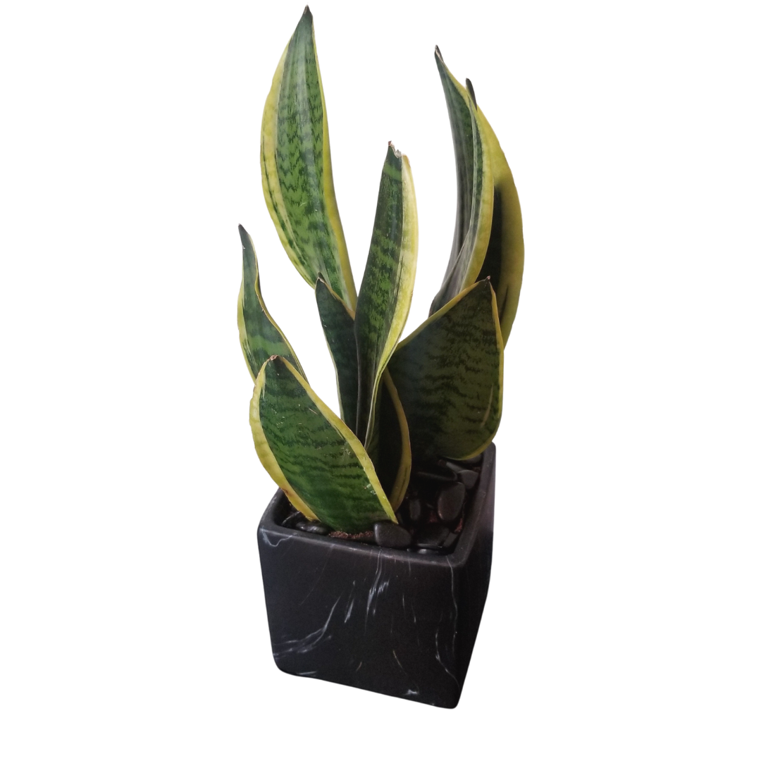 Snake Plant