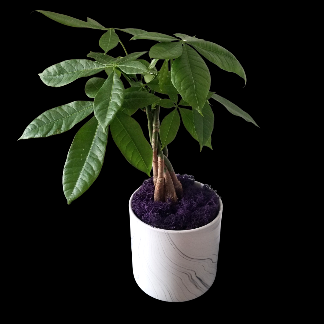 Money Tree