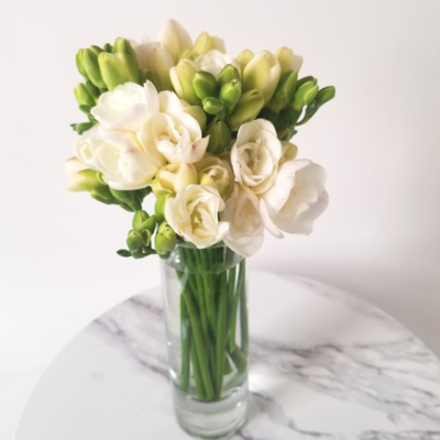 Freesia