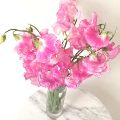 Sweetpea