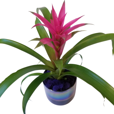 Bromeliads