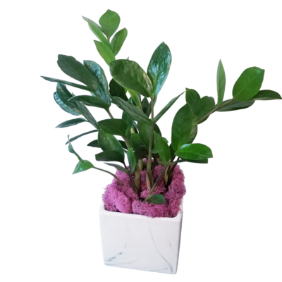 ZZ Plant