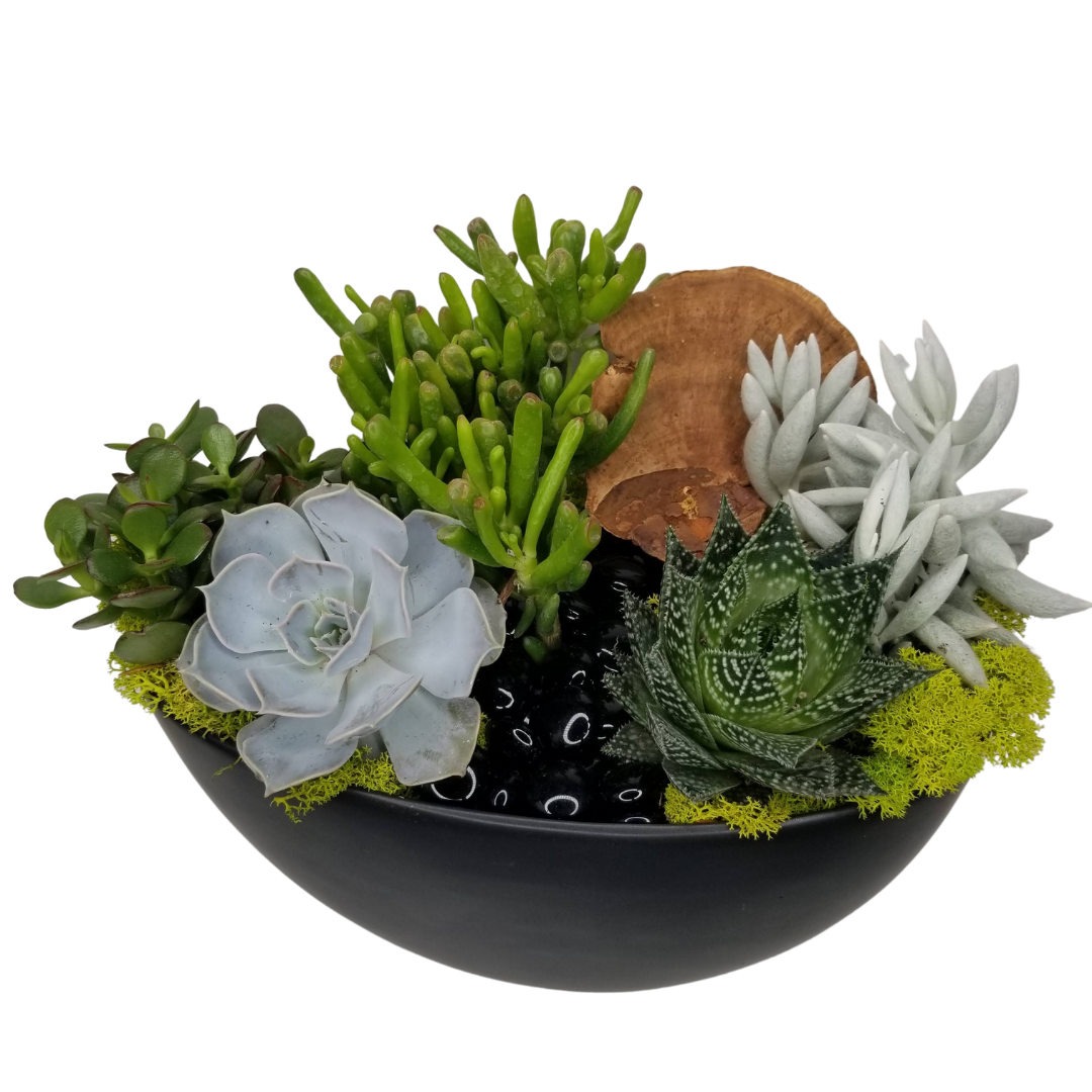 Succulent Garden