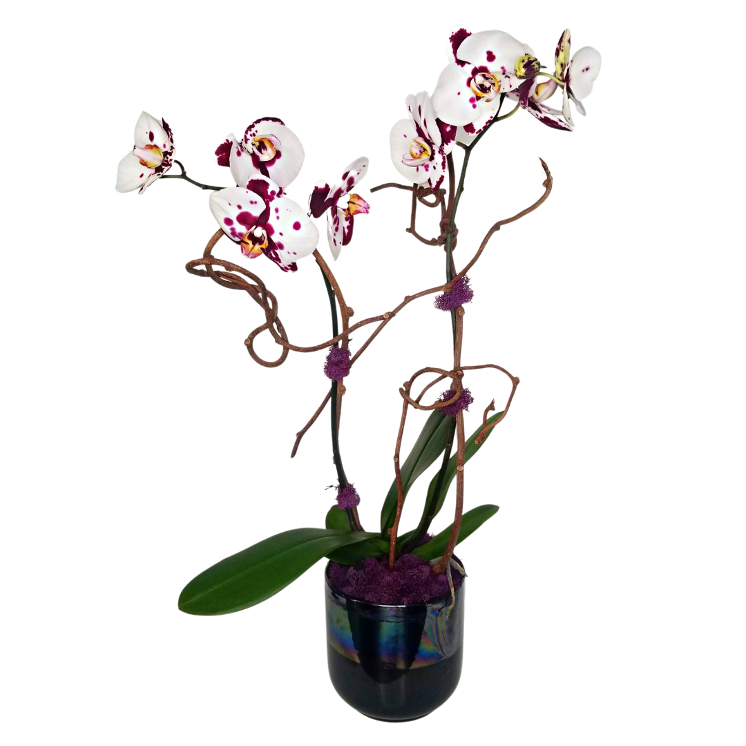 Orchid Plant - Phalaenopsis