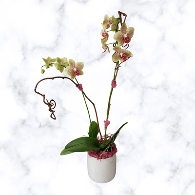 Orchid Plant - Phalaenopsis