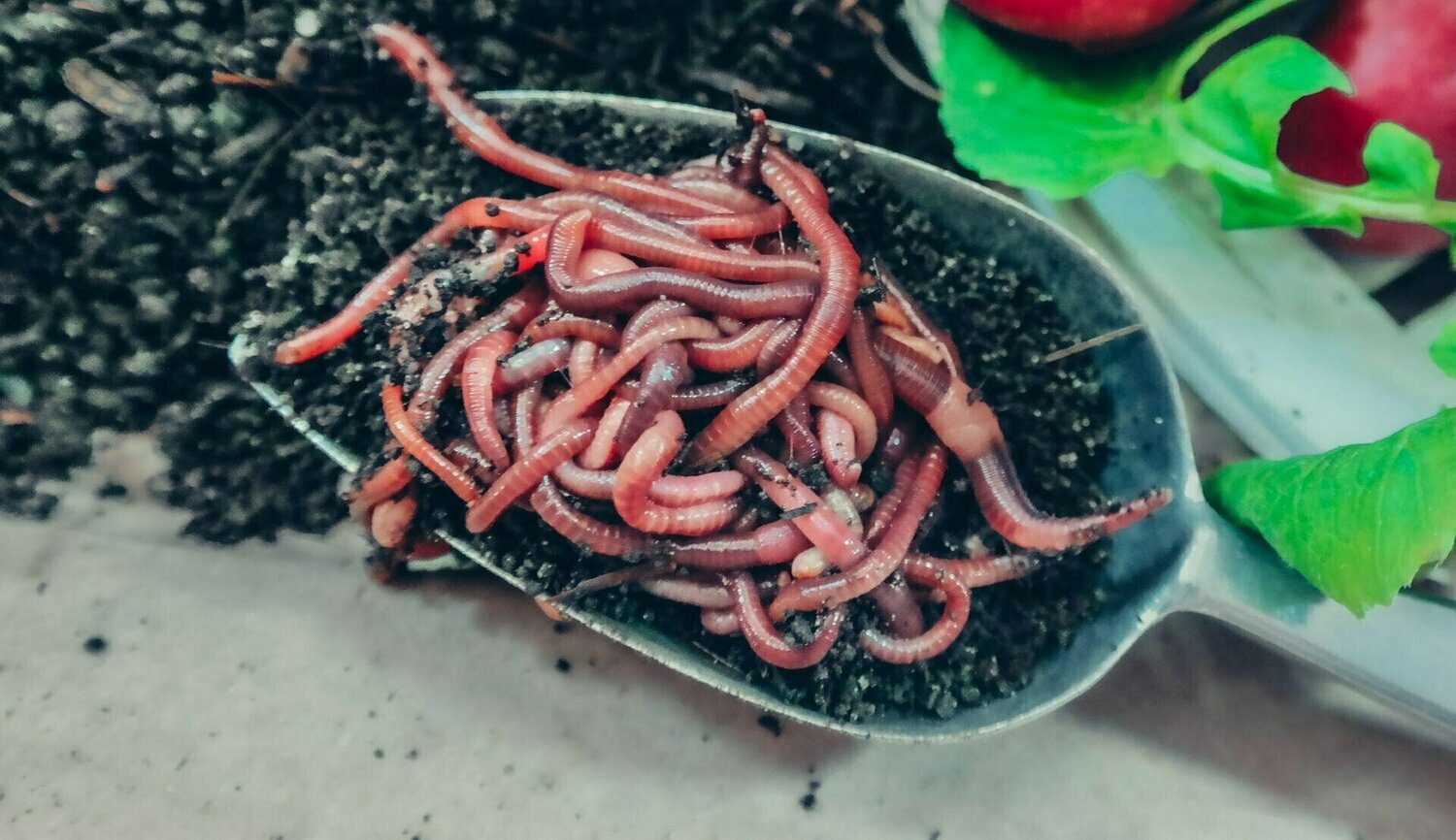 Live Worms - Red Wiggler