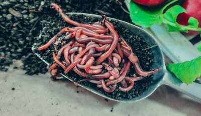 Live Worms - Red Wiggler (Eisenia fetida)