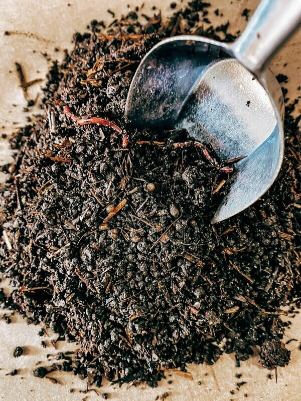 Red Wiggler Live Worm + Cocoon Starter Mix