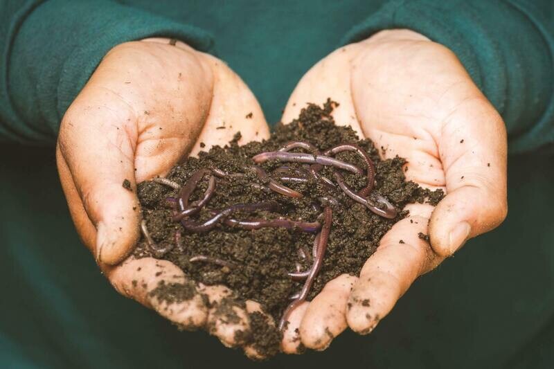 Red Wiggler Live Worm Cocoons (Eisenia fetida), 1000 count.