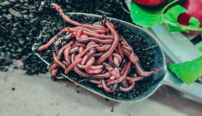 Live Worms