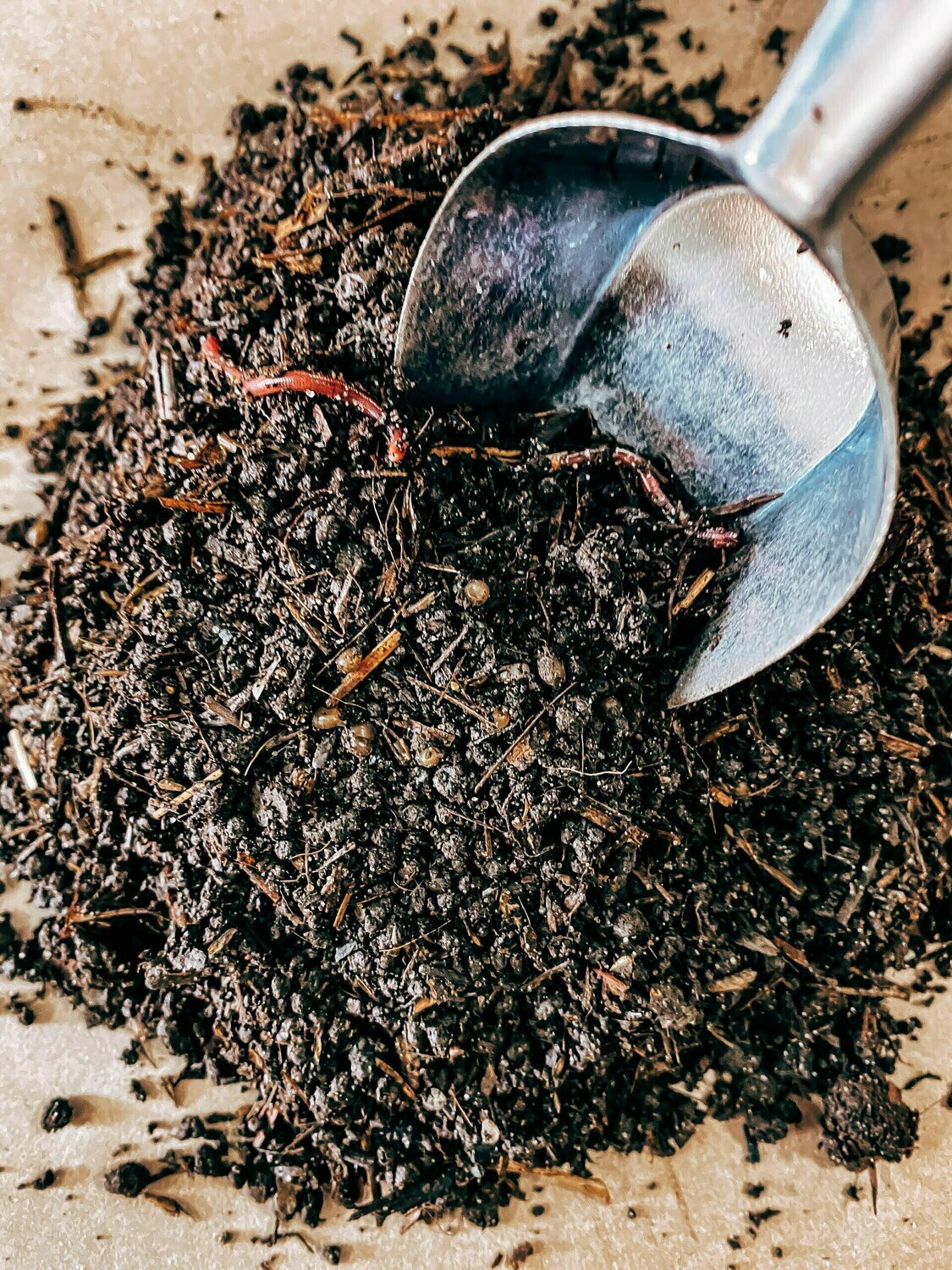 Red Wiggler Live Worm + Cocoon Starter Mix