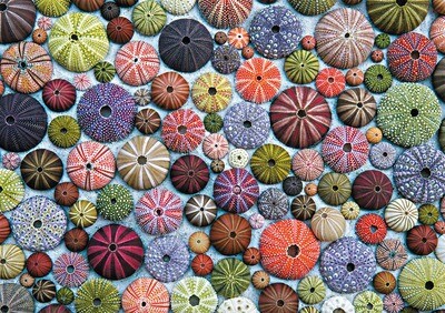 Sea Urchins 1000 Pc