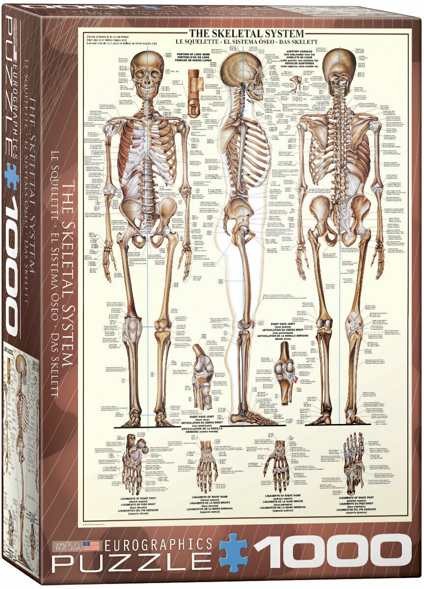 The Skeletal System 1000 Pc