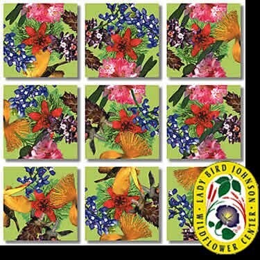American Native Flowers