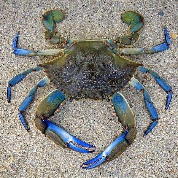 Blue Crab 126 Pc Wood