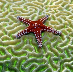 Starfish On Brain Coral 121 Pc Wood