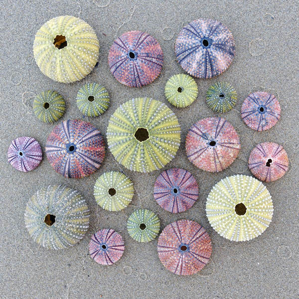 Sea Urchins 125 Pc Wood