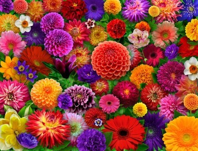 Blooming Every Daisy 500 Pc