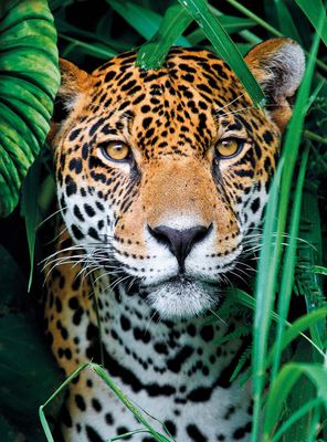 Jaguar In The Jungle 500 Pc