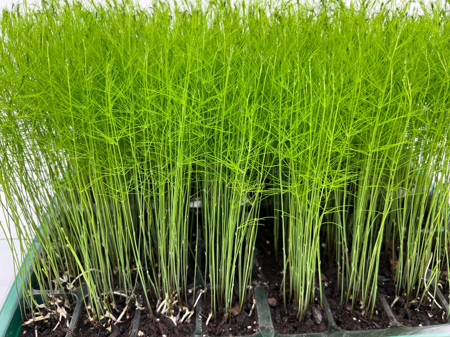 9-Pack Asparagus Live Plant Plugs Free Shipping  Mary Washington Heirloom Open Pollinated