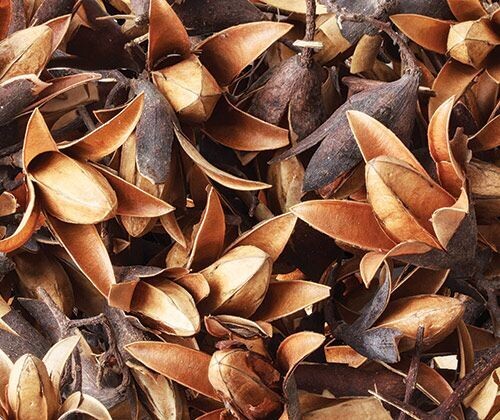 Dried Seedless Flower Pods 50g