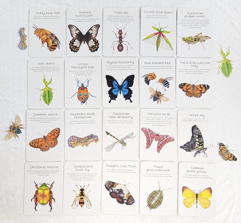 Australian Insect &amp; Bug Flashcards