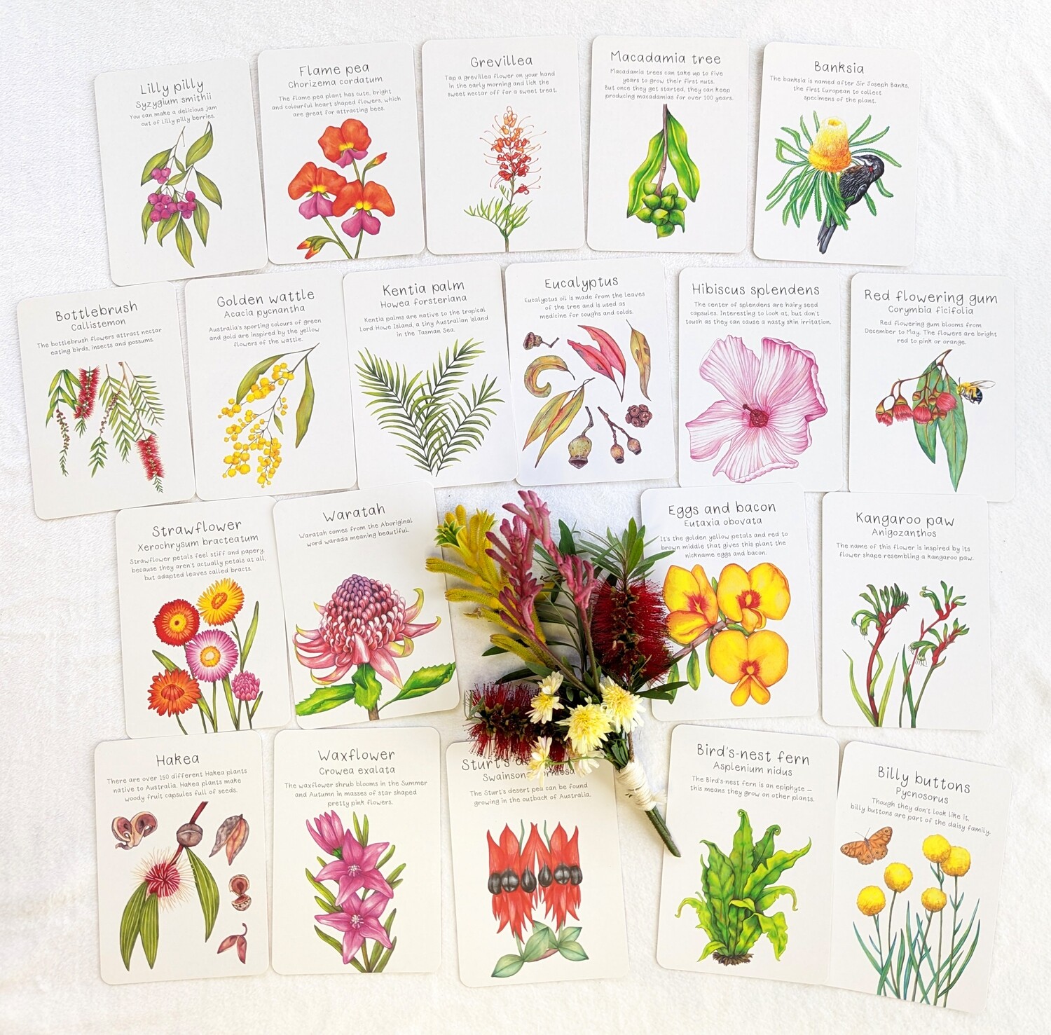 Australian Native Plant Flashcards