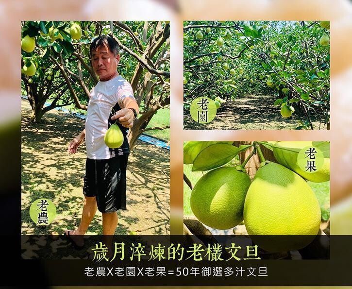 台灣有禮 50年老欉麻豆文旦BB禮盒