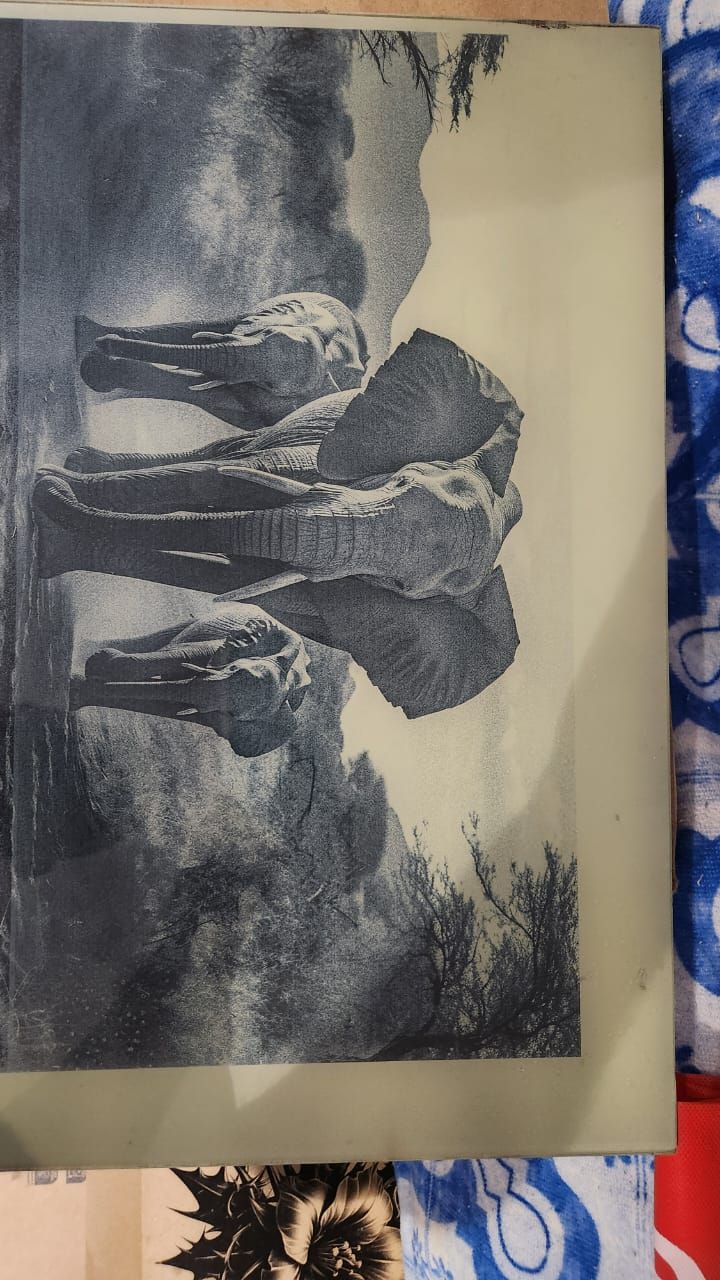 Elephants walking