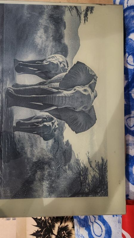 Elephants walking