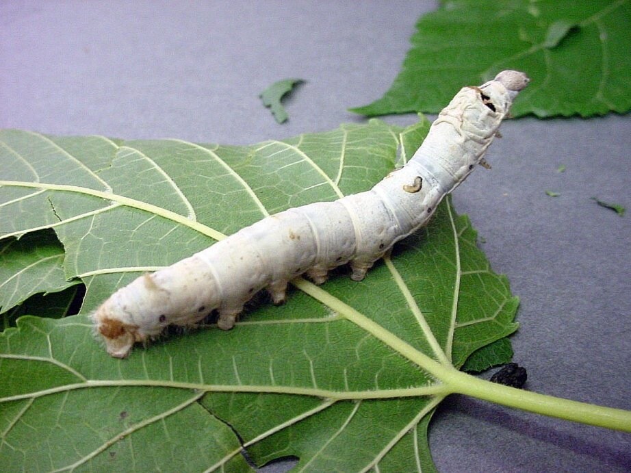 Live Silkworms (Bombyx Mori)