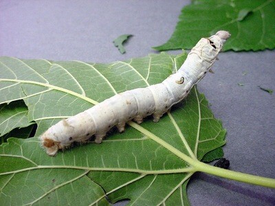 Live Silkworms (Bombyx Mori)
