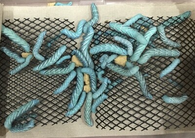 Hornworm Single (Goliath)