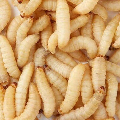 Waxworms