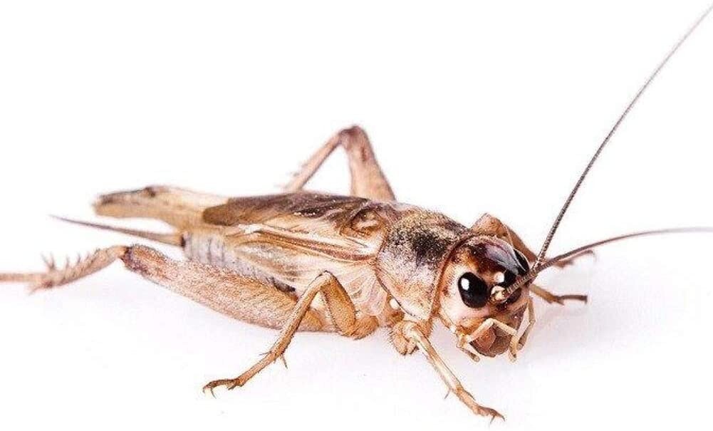 Live Crickets