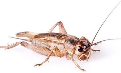 Live Crickets