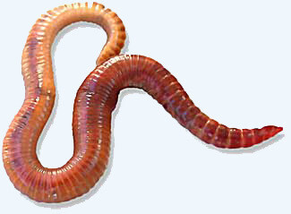 Red Wrigglers Worms (Eisenia Fetida)