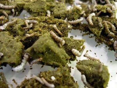 Silkworm Chow (Cooked)