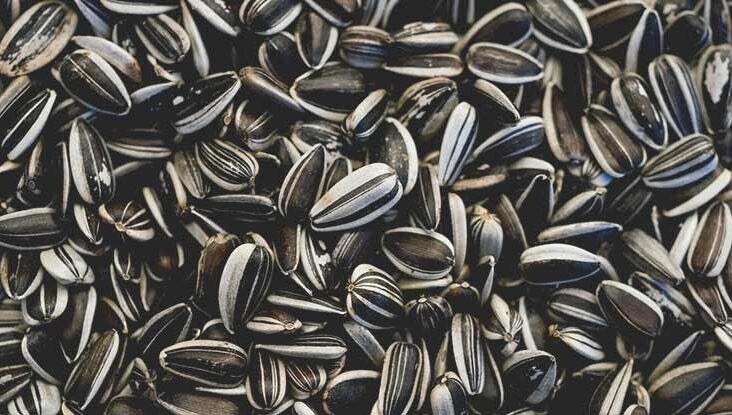 Sunflower seeds