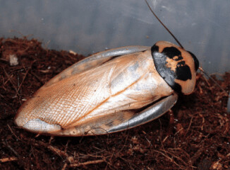 Coconut Coir substrate